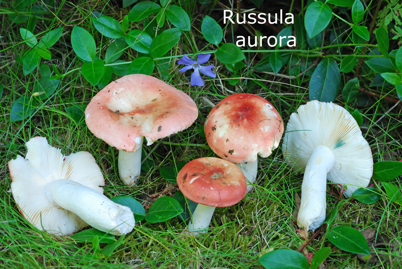 Russula aurora-amf1642-1.jpg - Russula aurora ; Syn1: Russula rosea ; Syn2: Russula velutipes ; Nom français: Russule aurore